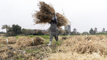 An Egyptian farmer harvests wheat in Qursaya island in Cairo, Egypt.