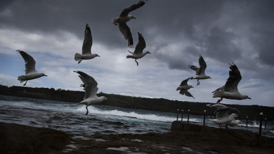 A La Nina has been declared for this summer, making it the third year the climate driver will smash the state.