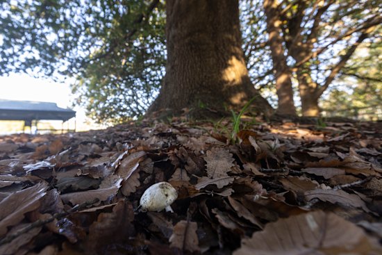 A mushroom growing at Loch Reserve.