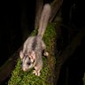 There were no known sightings of this critically endangered animal outside Victoria. Now it’s in NSW