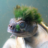 The Mary River turtle is under threat.