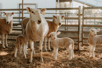 Sheep, beef  and grain producers in NSW received more than $325 million in JobKeeper through the pandemic.