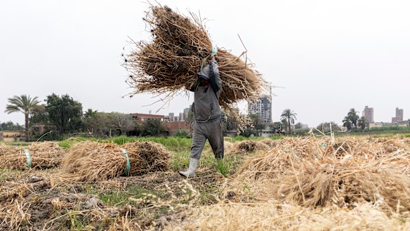 An Egyptian farmer harvests wheat in Qursaya island in Cairo, Egypt.
