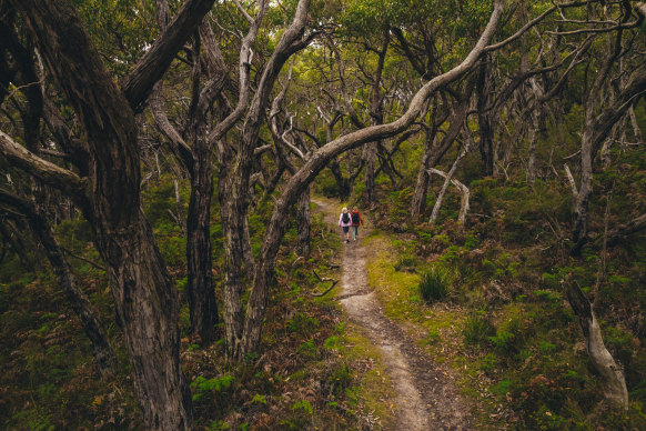 Hiking through the forest.