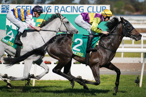 Damian Lane takes Long Jack to victory on Geelong Cup day, but can't ride him on Derby day.