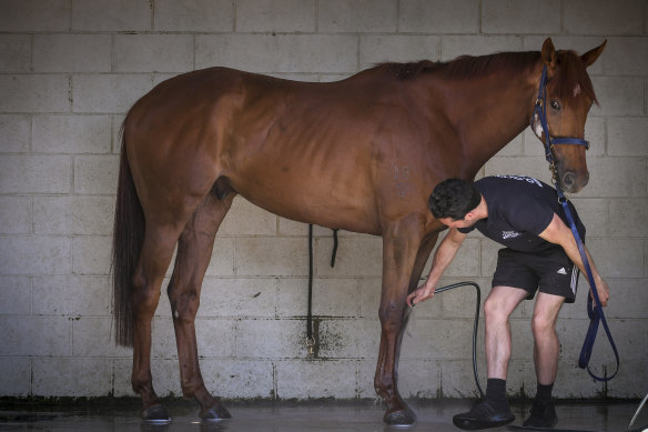 Vow and Declare at Danny O'Brien's stables in Flemington, October 30.