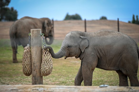 An elephant calf at the new habitat at Werribee Open Range Zoo. 