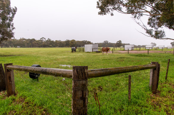 Horses on a neighbouring property in Oaklands Junction.