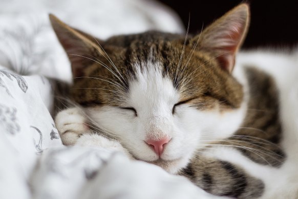 Cats might sleep all day, but can still suffer from stress.