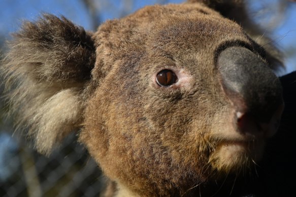 A koala at the Wildlife Walkabout Sanctuary in Calga, NSW.