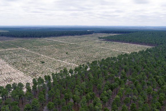 Gnangara mound pine plantations across the cities of Wanneroo and Swan. This aerial shot was taken in January 2021.