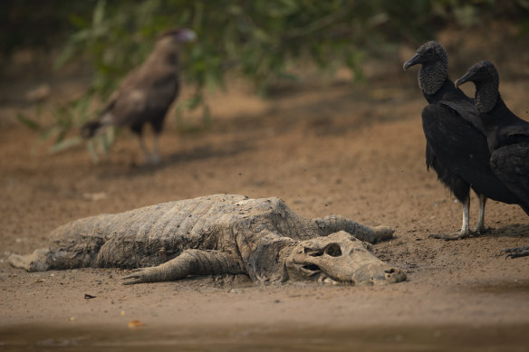 Vultures stand next to the carcass of a alligator on the banks of the Cuiaba river at the Encontro das Aguas Park in the Pantanal.