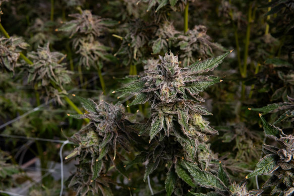 A mature marijuana plant on an unidentified legal farm in NSW.