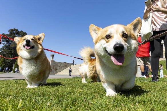 Corgis gather at the Shrine of Remembrance to commemorate the Queen. 