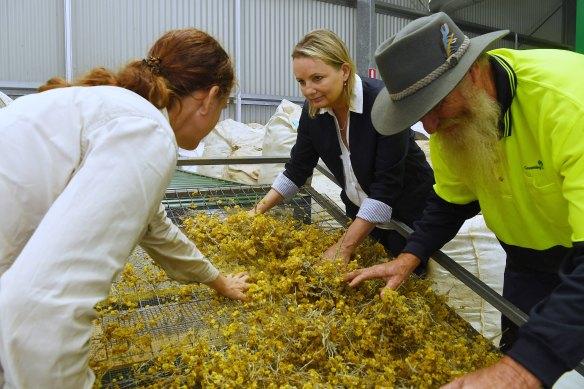 Sussan Ley (centre) as environmental minister with Greening Australia staff Kathleen Ward and David Warren sort paper daisy seeds at one of the group’s facilities near the Hawkesbury River in western Sydney. 