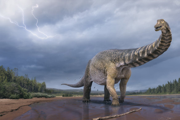 Australotitan cooperensis is the largest dinosaur ever found in Australia.