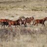 ‘Spiralling out of control’: NSW failing to remove feral horses quick enough