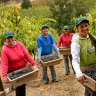 Grape harvest.