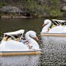 Families enjoying the swan paddle boats on Lake Parramatta, which have been popular for a number of years. 