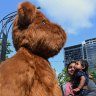 Massive bears, rooftop bars and doggy cinemas arrive at Parramatta