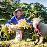 Simeon Ash gets some help gardening in the pumpkin patch at Collingwood Children's Farm.