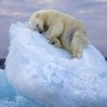 Sleepy bear, glowing jellies: Top shots shortlisted in the Wildlife Photographer of the Year People’s Choice Award