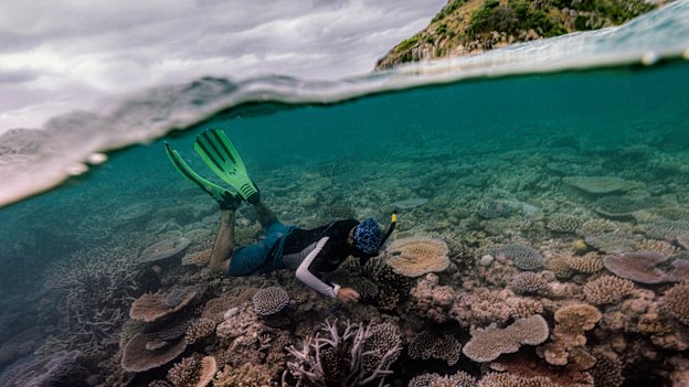 PhD candidate Matt Nicholson at work on Lizard Island.