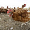 US reports its first human case of H5 bird flu