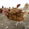 A new strain of bird flu has been detected in Victoria. 
