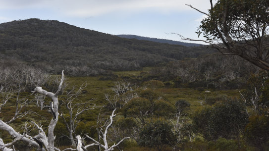 A view of the wetlands in the valley below Mount Gingera in Namadgi National Park.