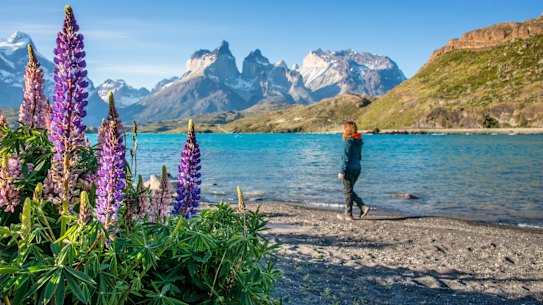Commonly known as lupine or lupine, it is a genus of flowering plants in the legume family Fabaceae. Torres del Paine is a national park in Chilean Patagonia.