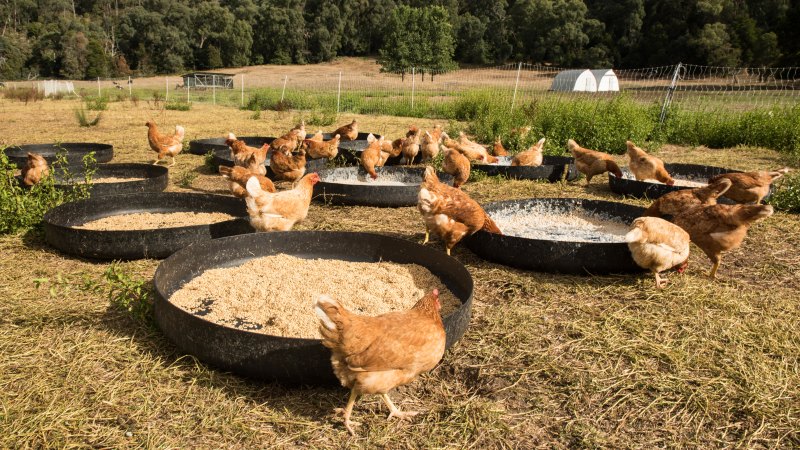free range chicken farm