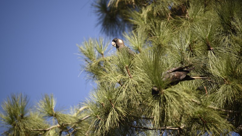 ‘Perth needs regreening’: Why West Australians should care about our dwindling tree canopy