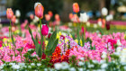 Toowoomba Carnival of Flowers.