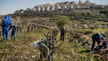 Palestinians working on a vineyard in the occupied West Bank, with an Israeli settlement in the background.  