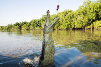 Modern-day crocodiles prefer a diet of meat. And more meat.