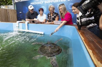 Opposition Leader Anthony Albanese, and his partner Jodie Haydon, second from right; together with Labor candidate for Leichhardt Elida Faith, centre, and Shadow Minister for the Environment and Water Terri Butler, right, at the Fitzroy Island Turtle Rehabilitation Centre during a visit to Fitzroy Island in Queensland.