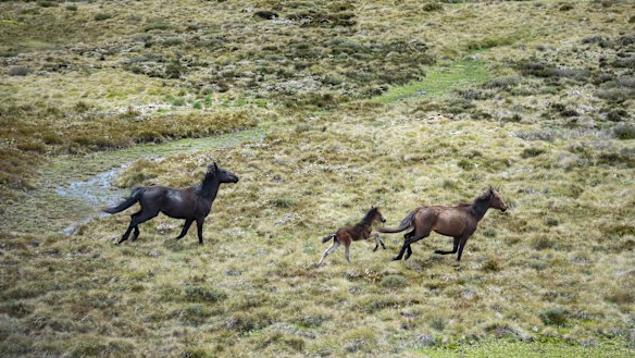 Wild horses - brumbies - flee from a helicopter in Kosciuszko National Park.