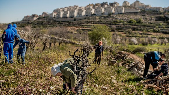 Palestinians working on a vineyard in the occupied West Bank, with an Israeli settlement in the background.  
