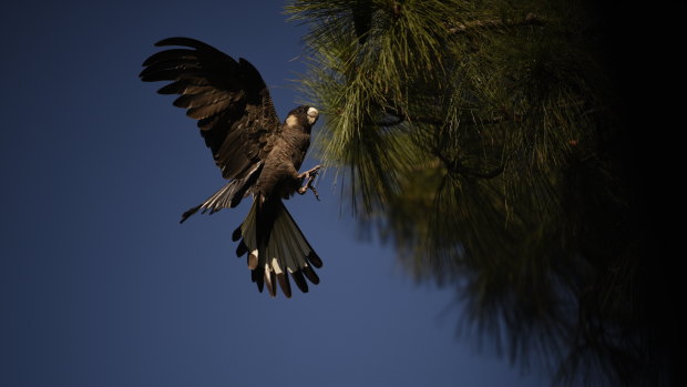 Perth’s black cockatoos rely on pine plantations for shelter and forage.  