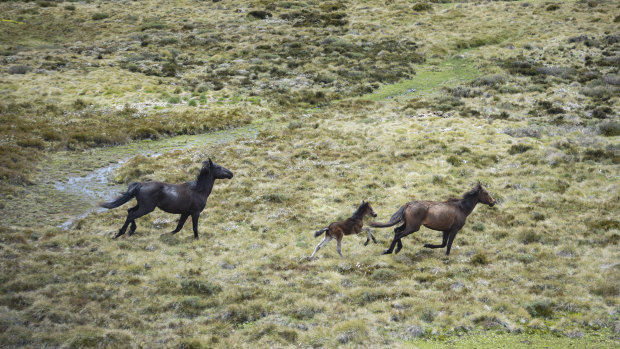 Wild horses - brumbies - flee from a helicopter in Mount Kosciuszko National Park.