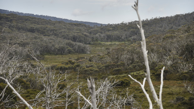 A view of the valley below Mount Gingera in Namadgi National Park.