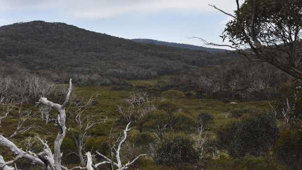 A view of the wetlands in the valley below Mount Gingera in Namadgi National Park.