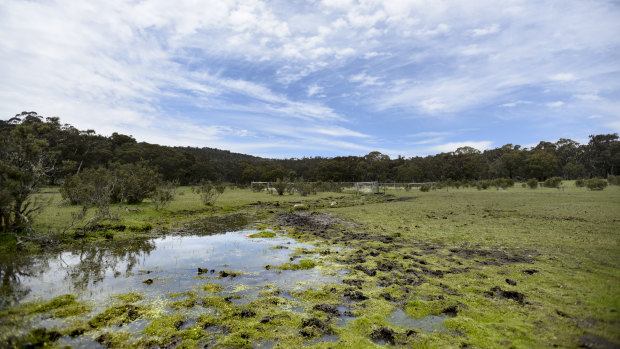 A section of grassland damaged by wild horses near the Tin Mine Track along the NSW and Victorian border.