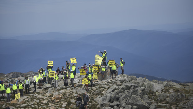 A group of protesters from Save Kosci reach the top of Mount Kosciuszko on Saturday, December 8 to protest against wild horses in the park.