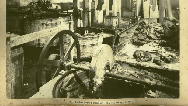 Rats in a butcher's shop in  Sydney during the plague that began in January 1900.