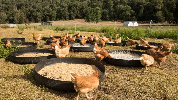 Free-range chickens will now be defined as 10,000 birds per hectare.