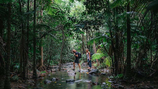 The rainforest almost kisses the Barrier Reef at Cape Tribulation.