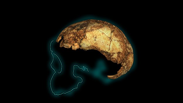 A two-million-year-old fossil named DMH 134, reconstructed from more than 150 individual fragments: the earliest known skull of Homo erectus. 
