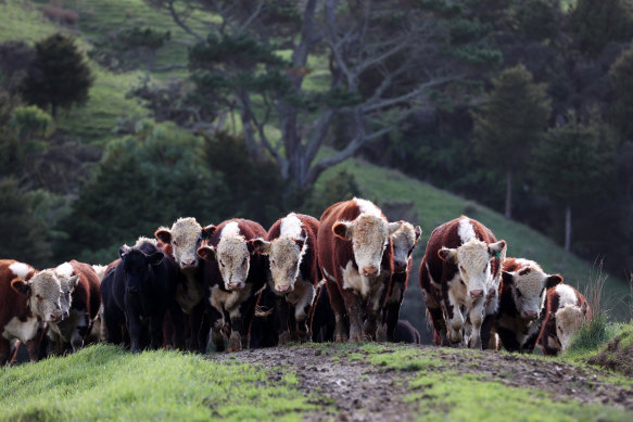 The agriculture sector is New Zealand’s largest emitter of greenhouse gases, largely through methane released by animals.